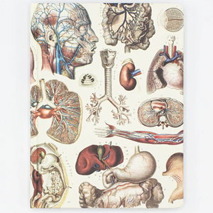 Image of Cognitive Surplus Hypothesis Hardcover Notebook, Anatomy Organs (Lined/Grid)